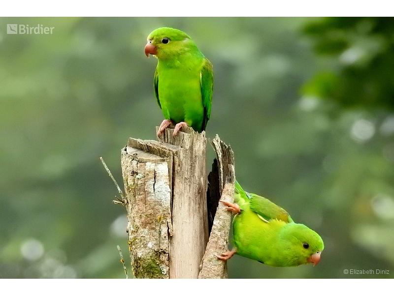 Plain Parakeet