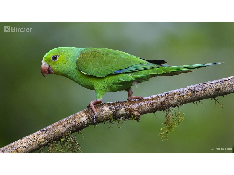 Plain Parakeet