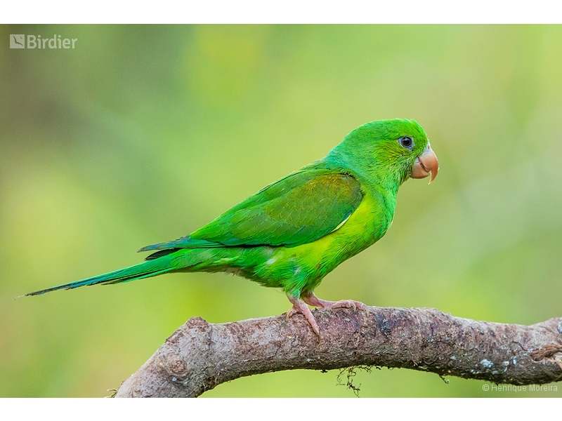 Plain Parakeet