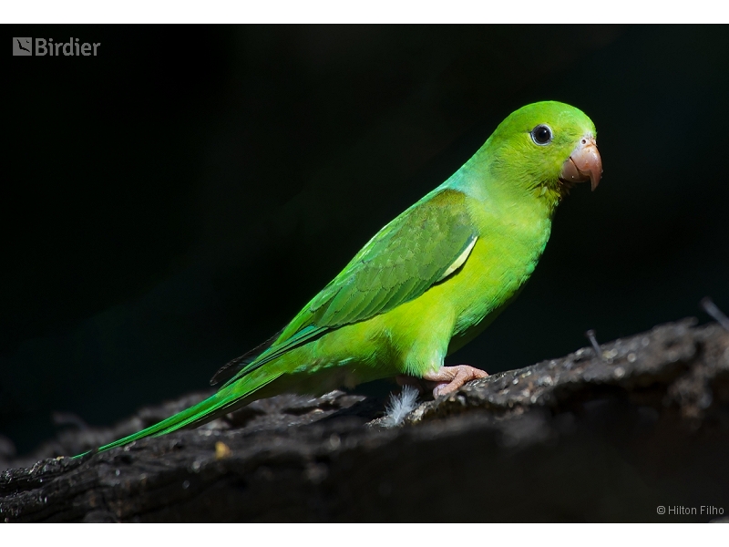 Plain Parakeet