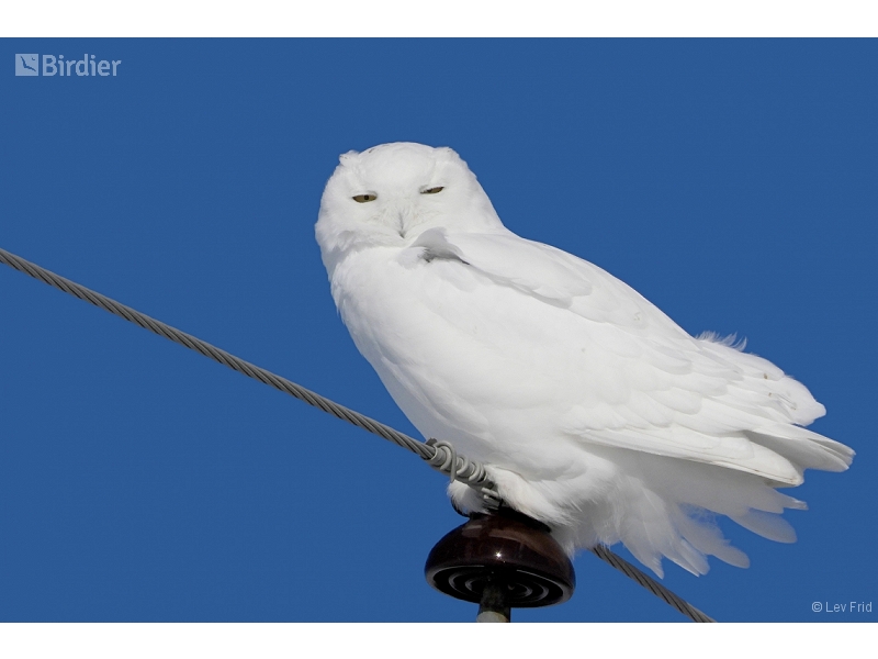 Snowy Owl