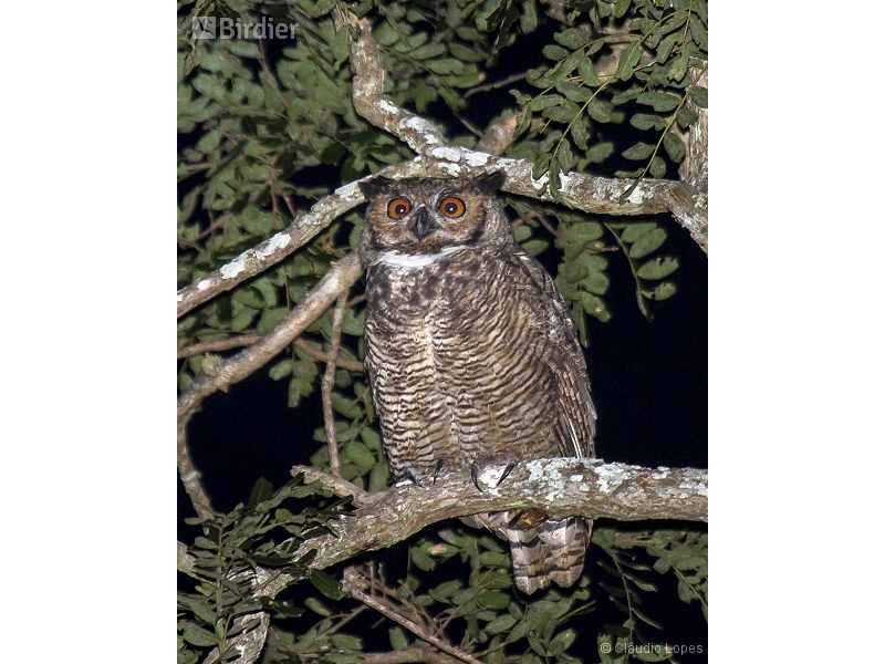 Great Horned Owl