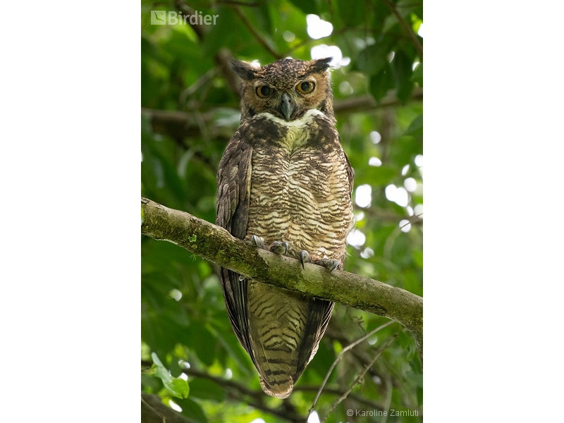 Great Horned Owl