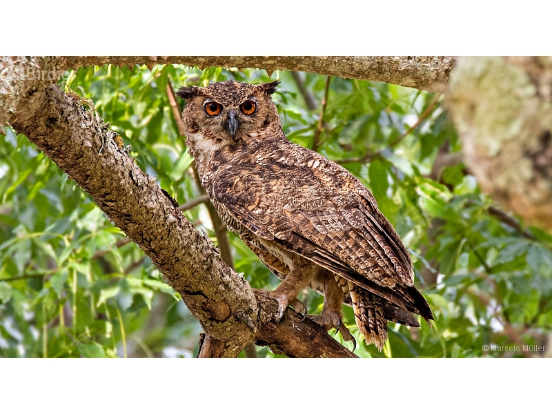 Great Horned Owl