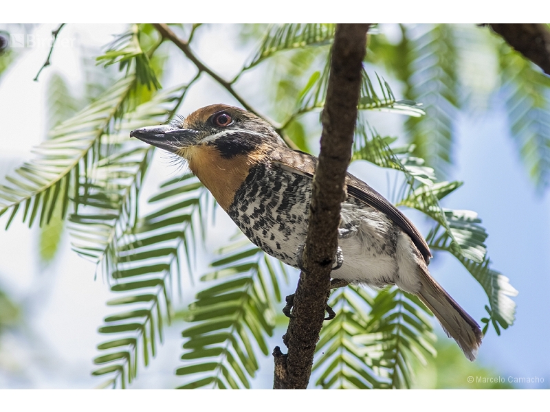 Spotted Puffbird