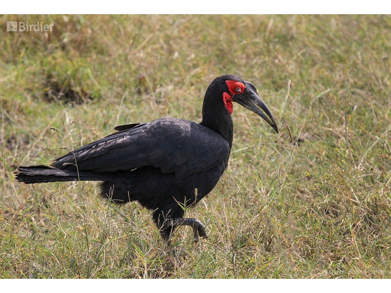 Southern Ground Hornbill