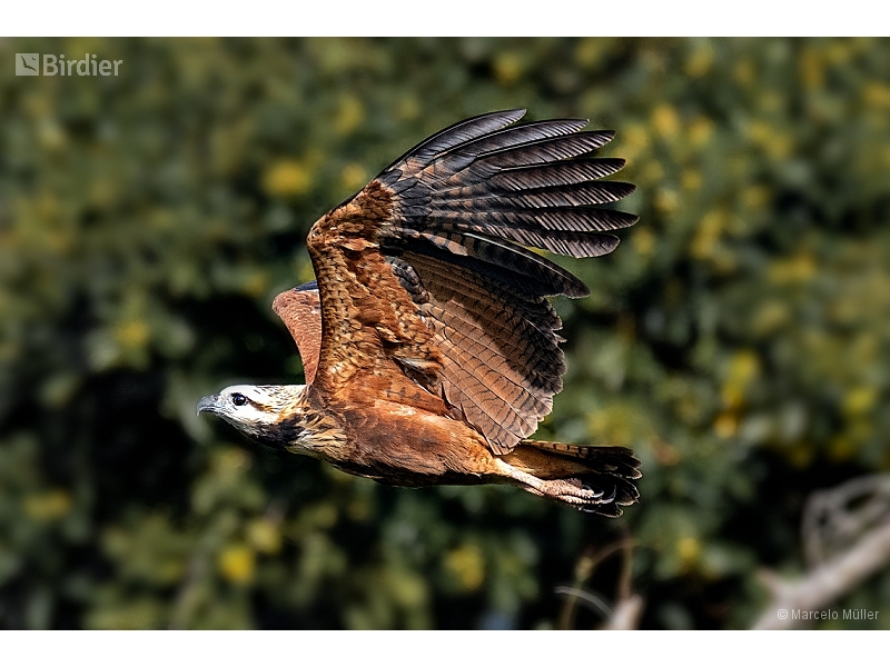 Black-collared Hawk