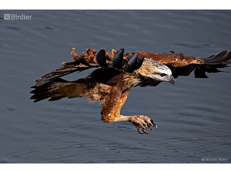 Black-collared Hawk