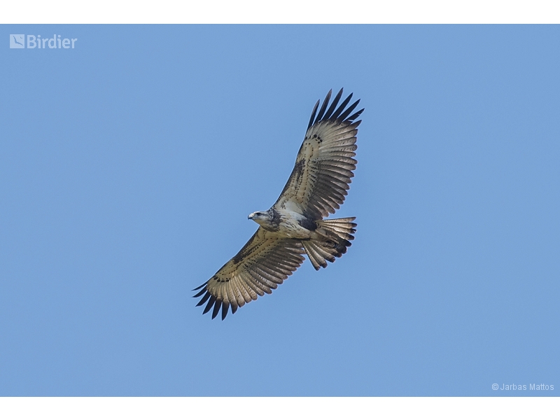 Chaco Eagle