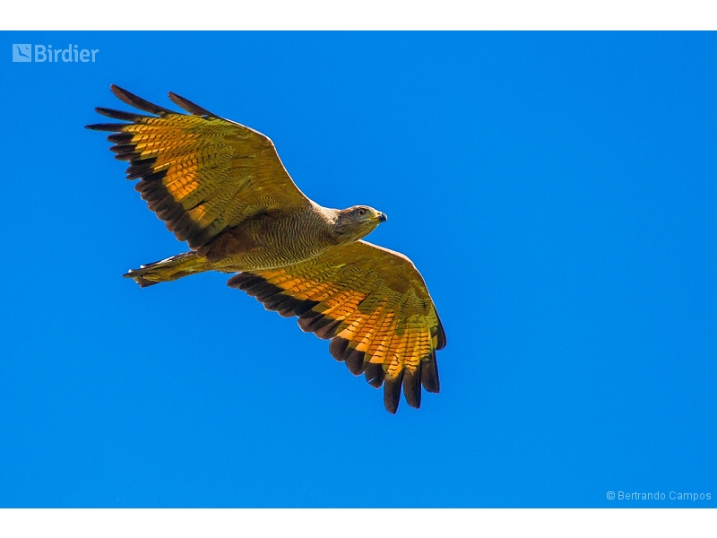 Savanna Hawk