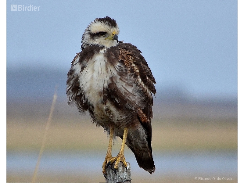 Savanna Hawk