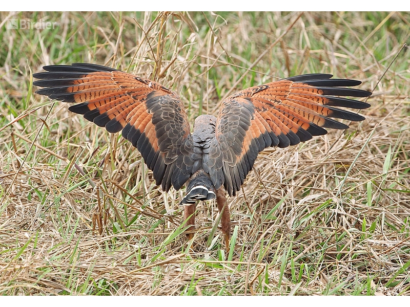 Savanna Hawk
