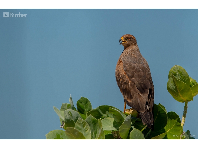 Savanna Hawk