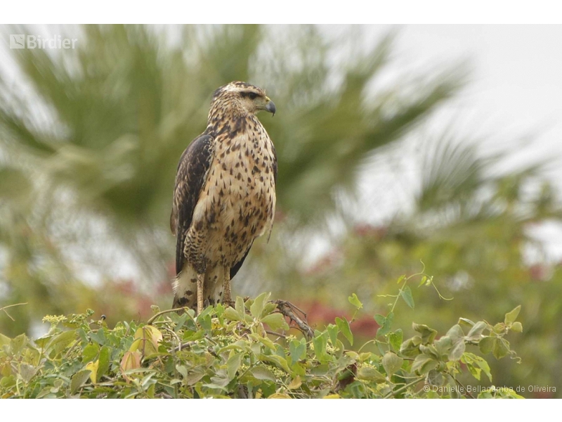Savanna Hawk