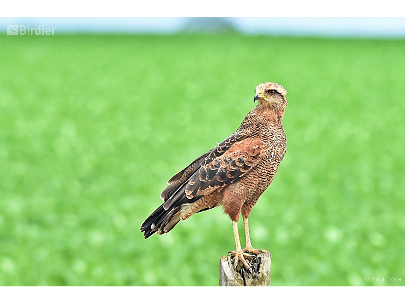 Savanna Hawk