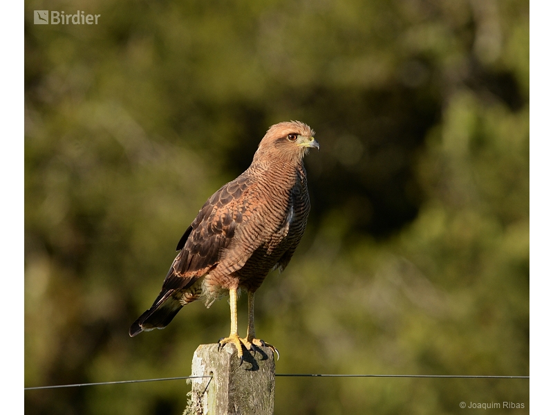 Savanna Hawk