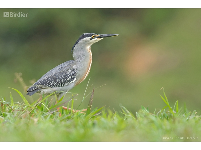 Striated Heron