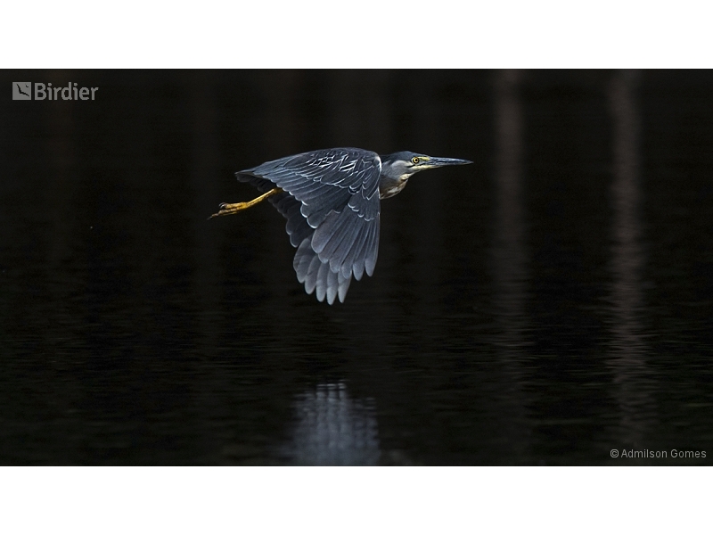 Striated Heron
