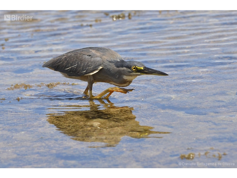 Striated Heron