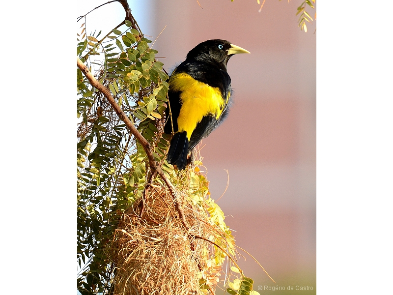 Yellow-rumped Cacique