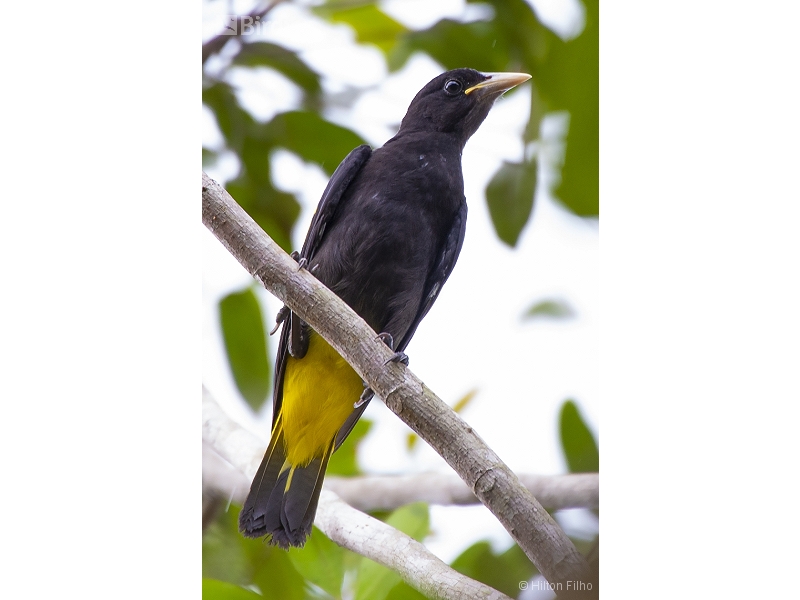 Yellow-rumped Cacique
