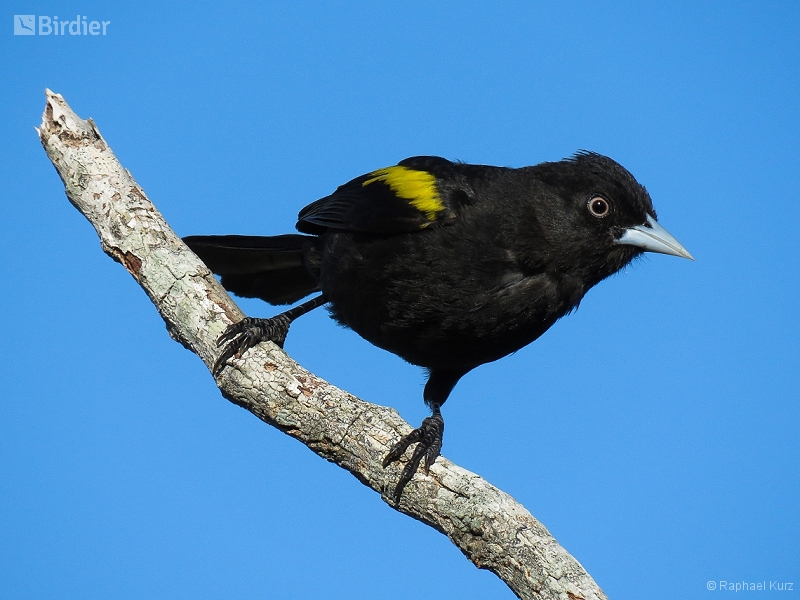 Golden-winged Cacique