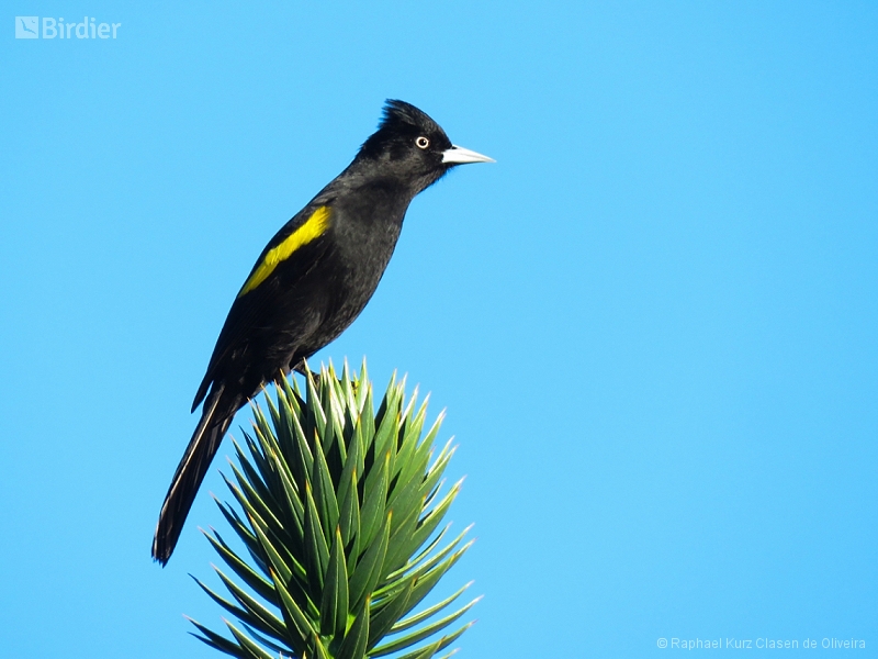 Golden-winged Cacique