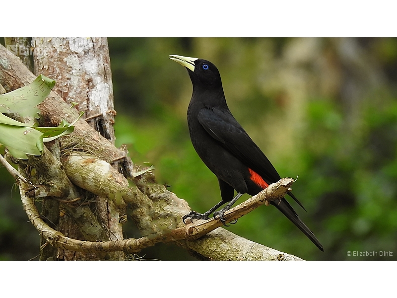 Red-rumped Cacique