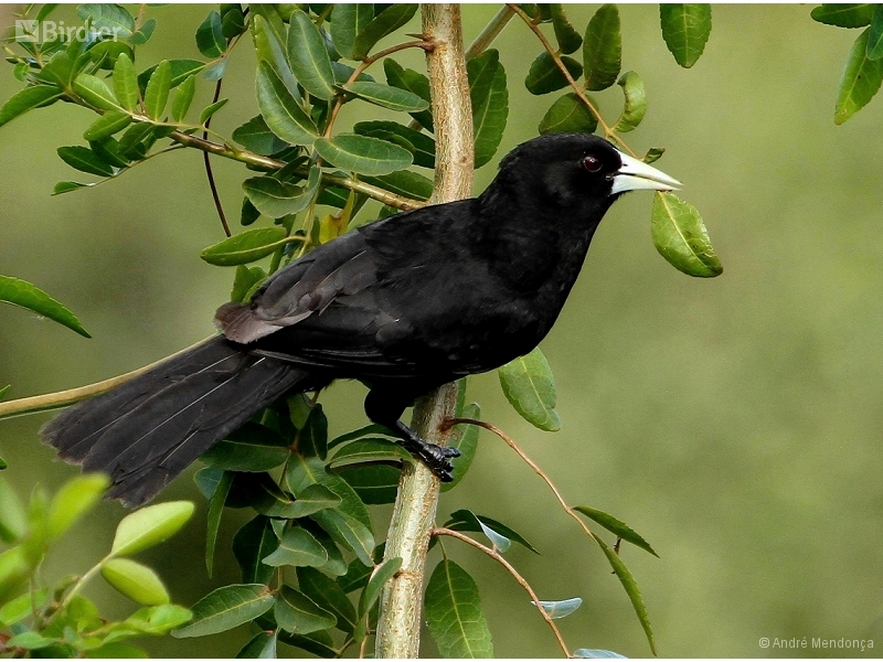 Solitary Cacique