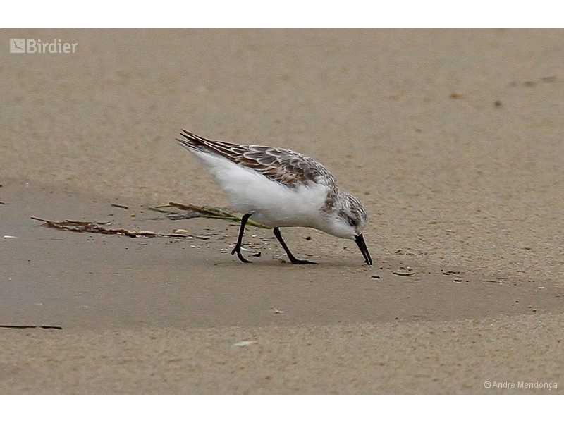 Sanderling