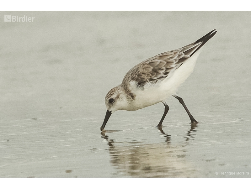 Sanderling