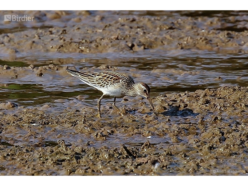 Pectoral Sandpiper