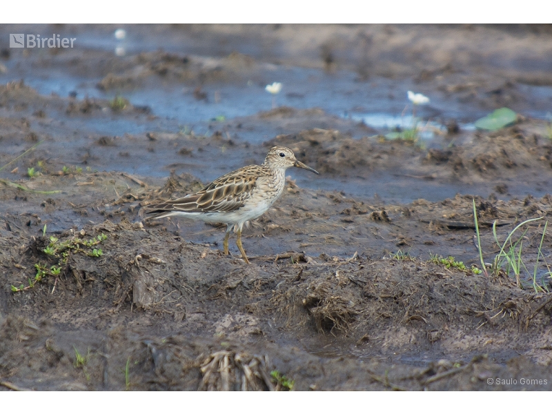Pectoral Sandpiper