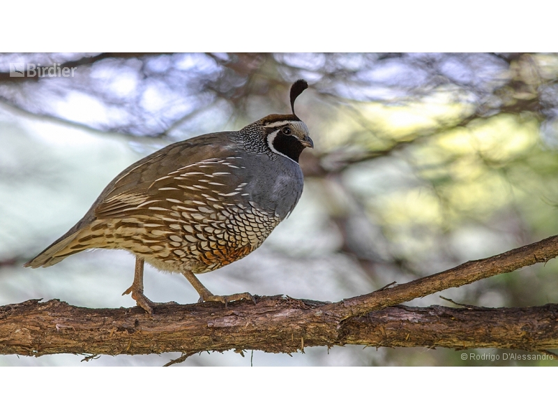 California Quail