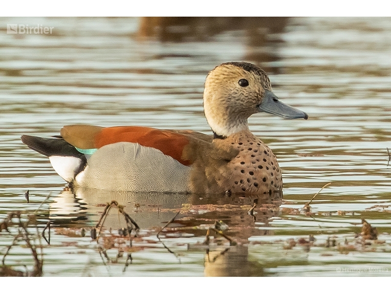 Ringed Teal