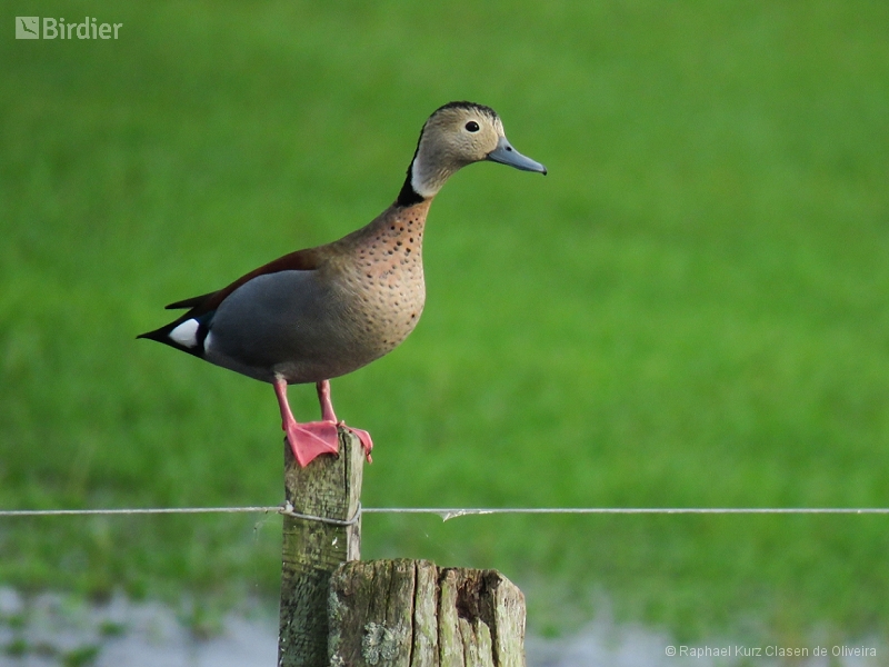 Ringed Teal