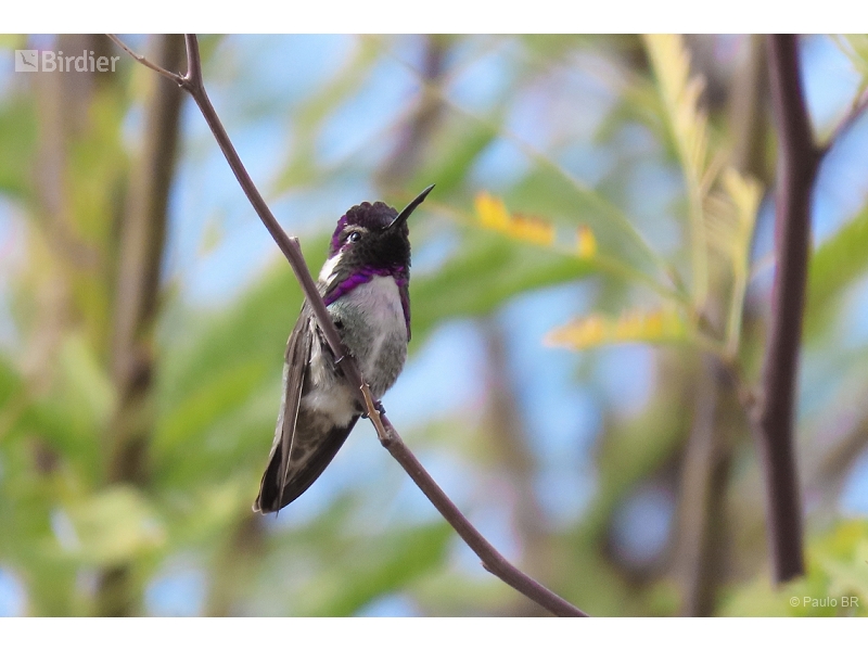 Costa's Hummingbird