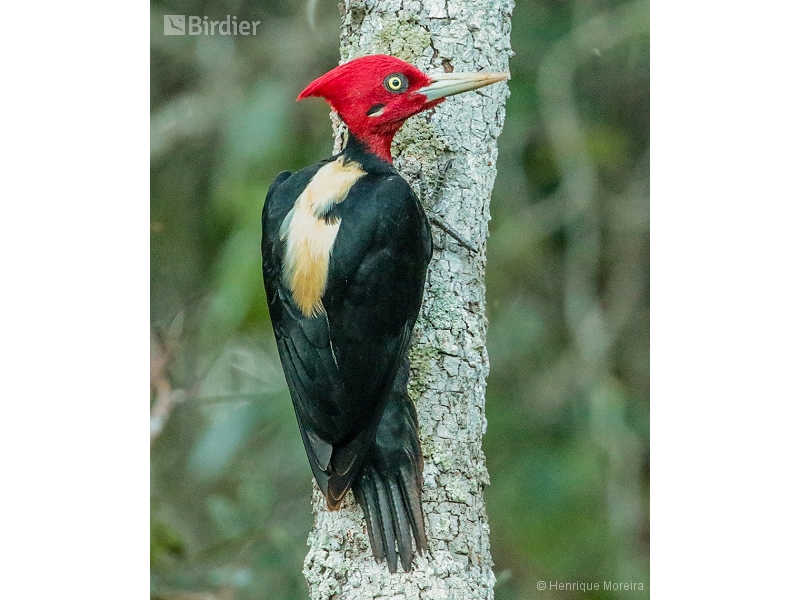 Cream-backed Woodpecker