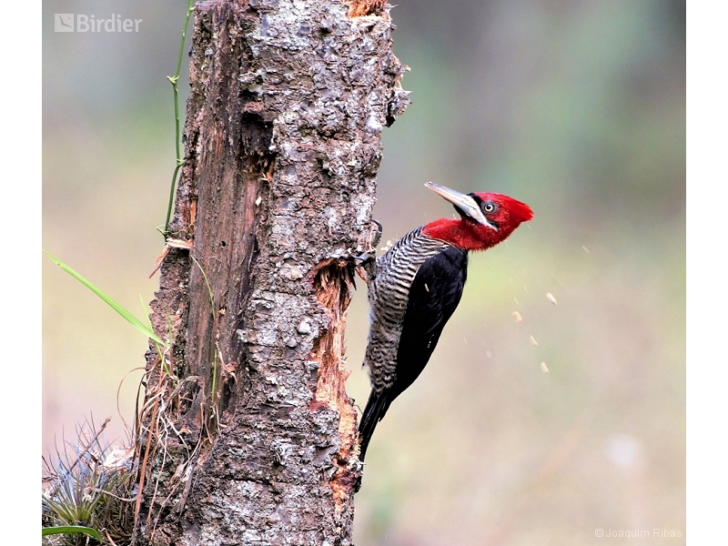 Robust Woodpecker