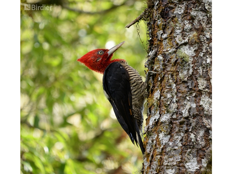 Robust Woodpecker