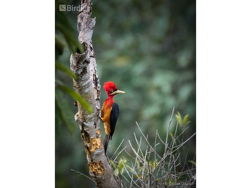 Red-necked Woodpecker