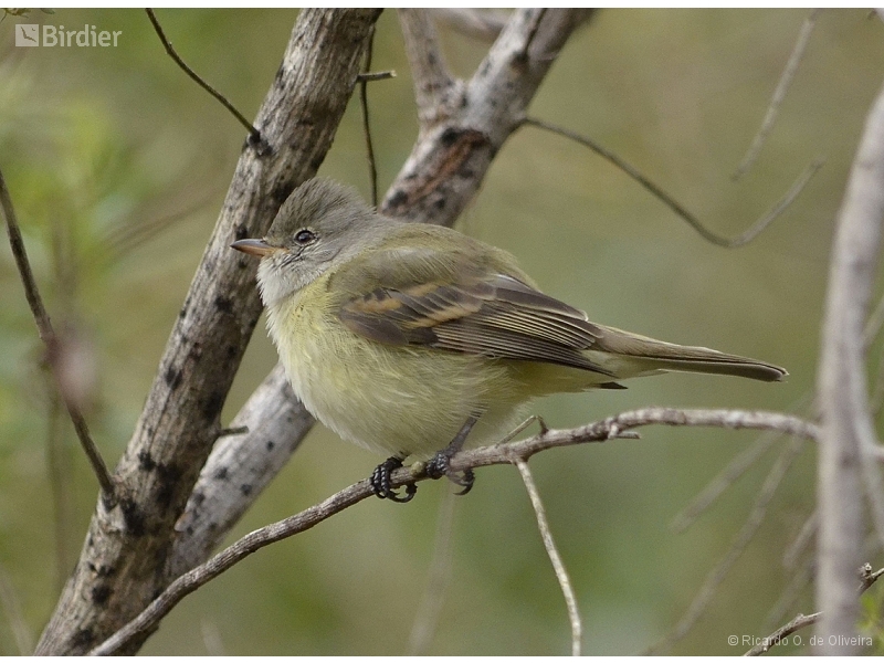 Southern Beardless Tyrannulet
