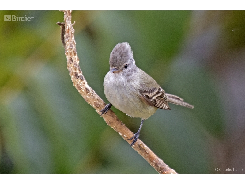 Southern Beardless Tyrannulet