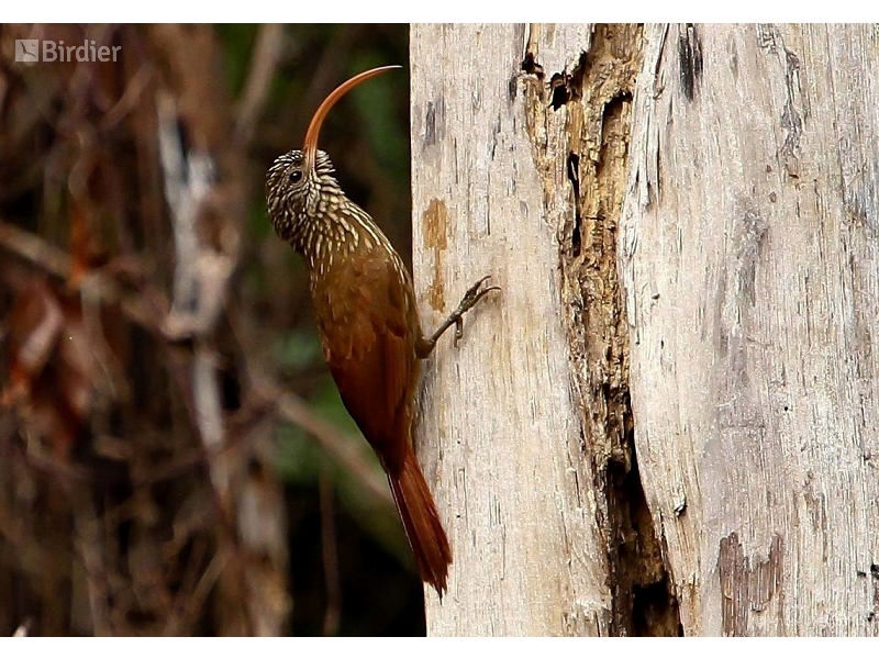 Red-billed Scythebill
