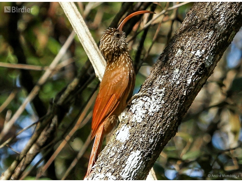 Red-billed Scythebill