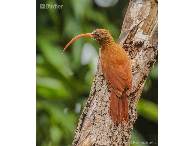 Red-billed Scythebill