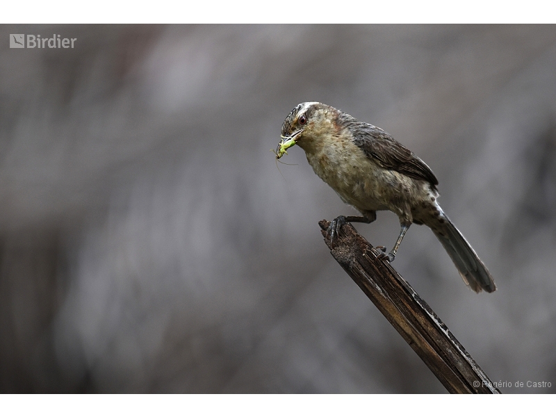 Thrush-like Wren