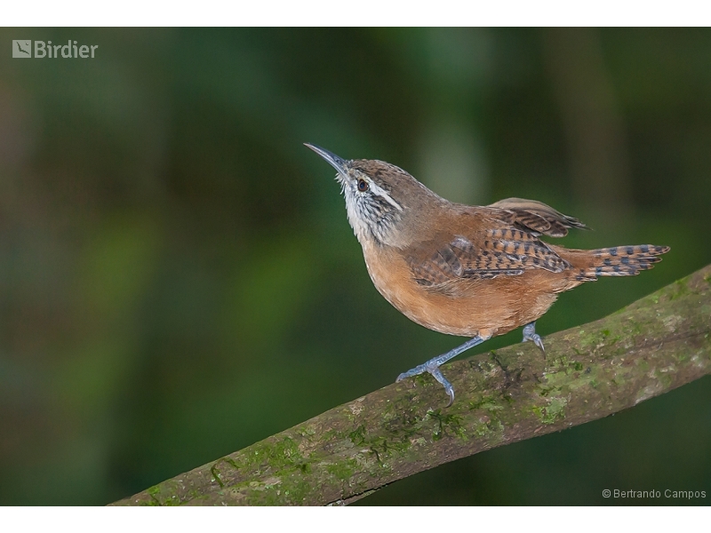 Buff-breasted Wren