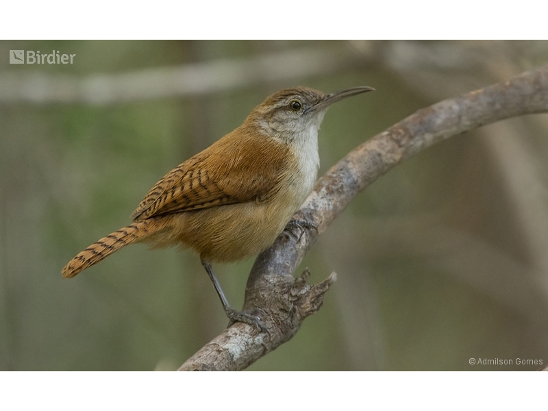 Long-billed Wren