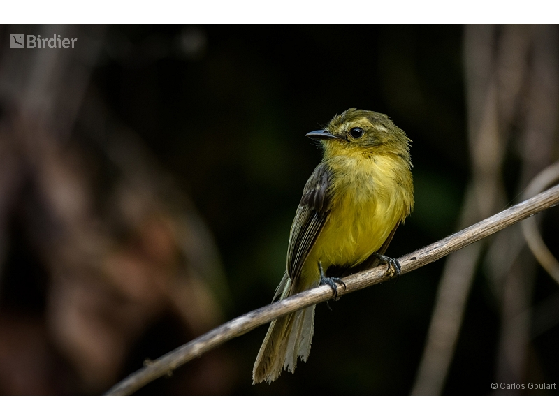 Yellow Tyrannulet